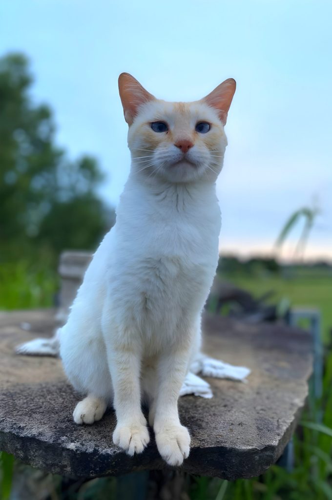 at home vat for cats portland, oregon