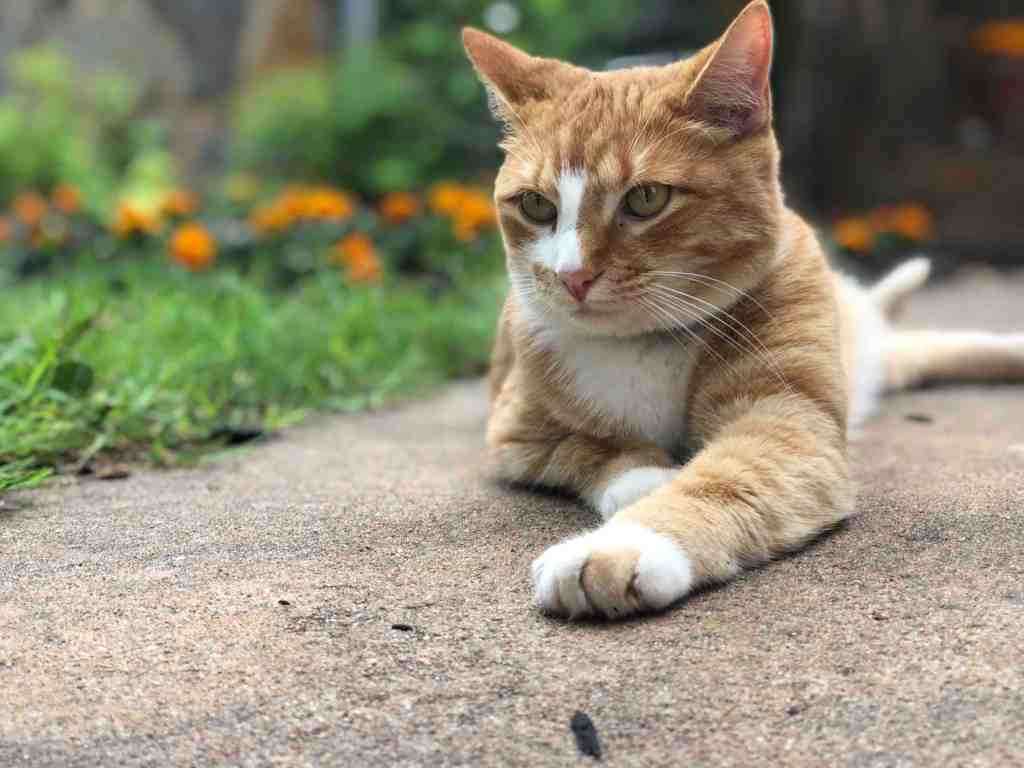 at home vet care for pets and dogs portland oregon