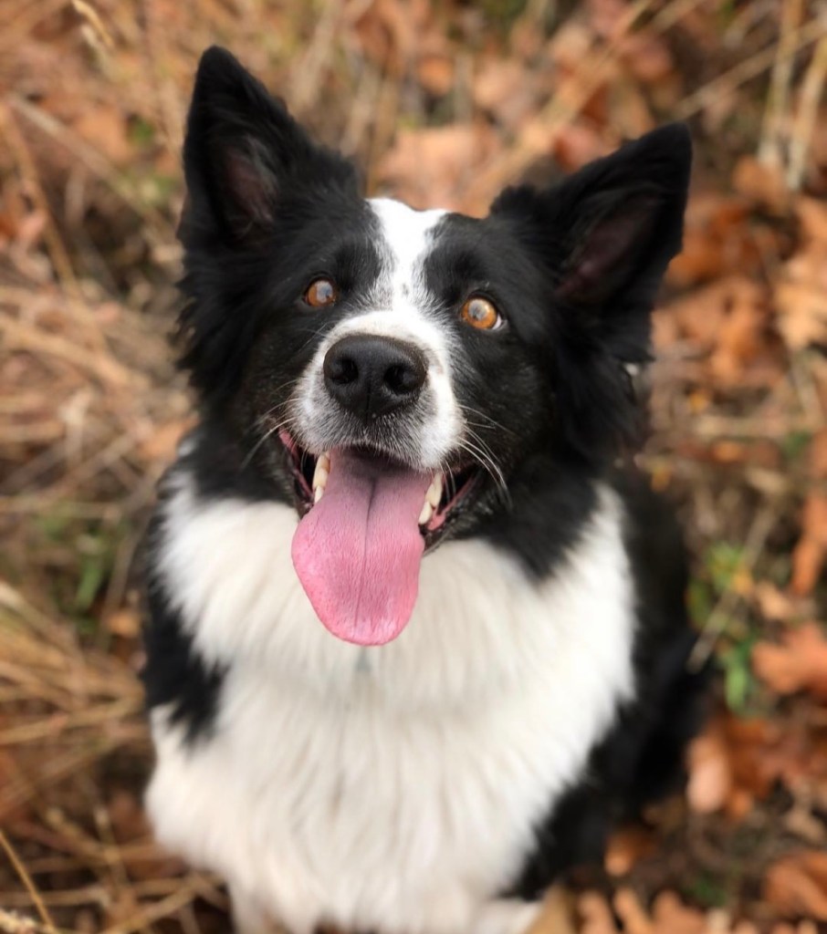 mobile vet for dogs portland, oregon