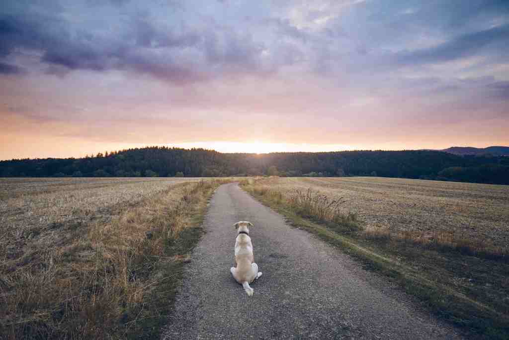 putting your dog to sleep