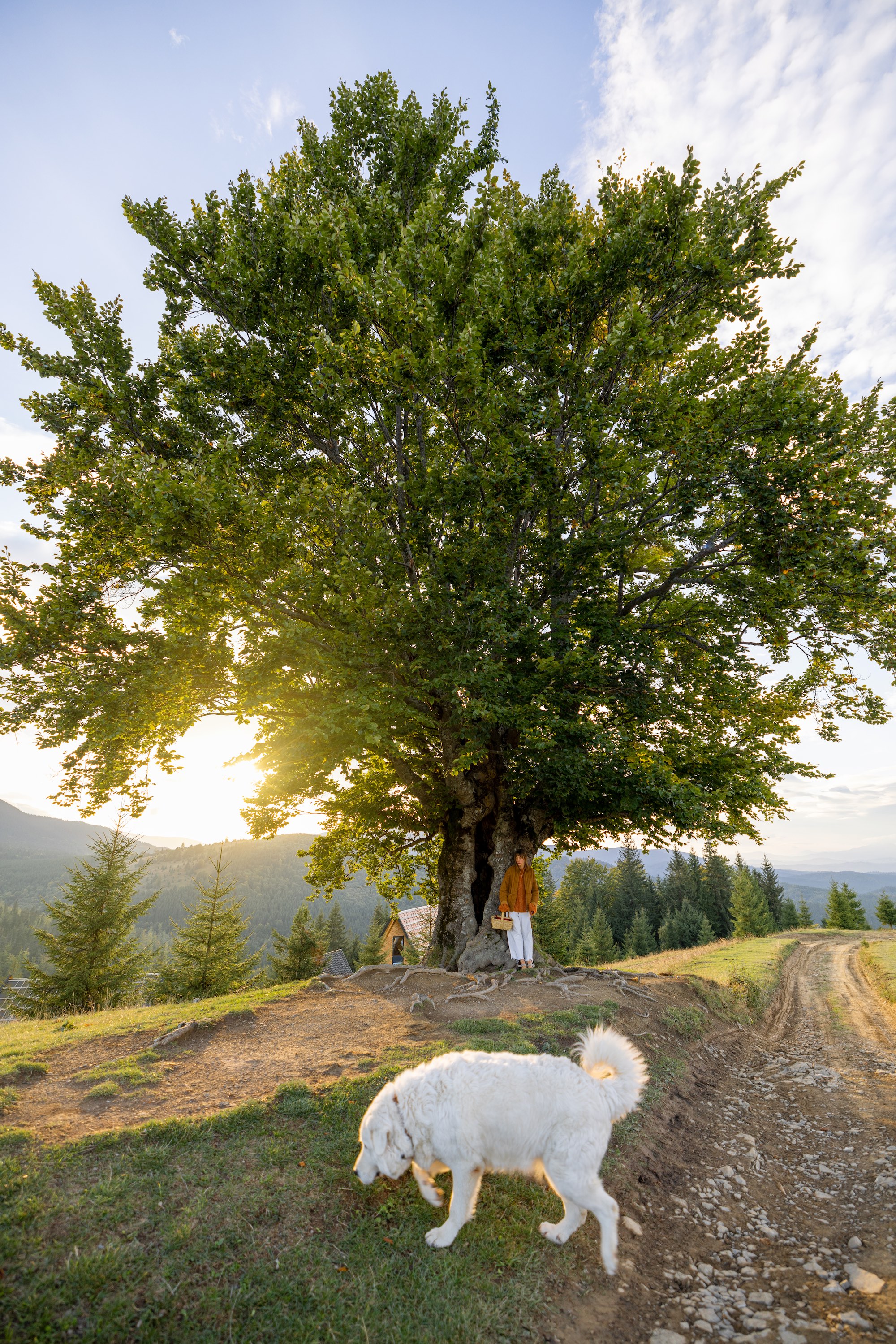 dog and cat vet portland or