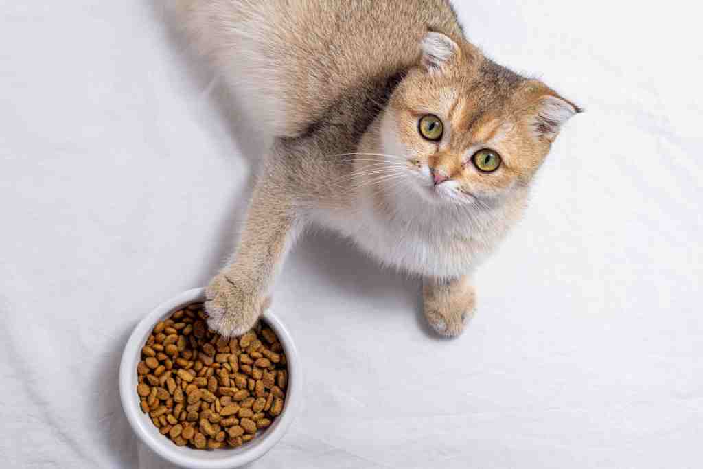 pet nutrition